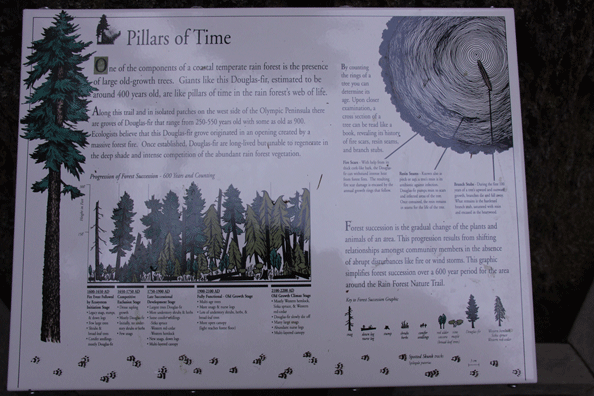 Pseudotsuga menziesii