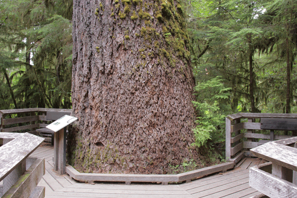 Pseudotsuga menziesii