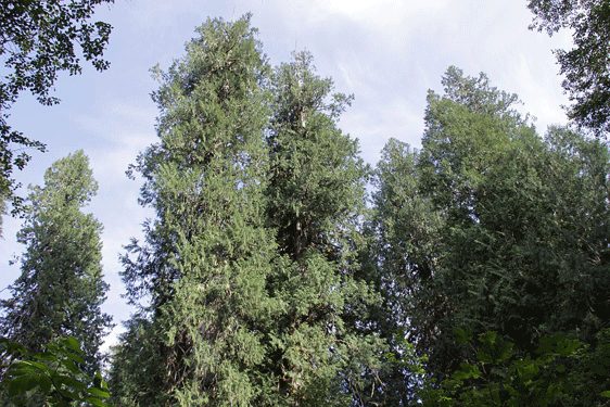 Thuja plicata