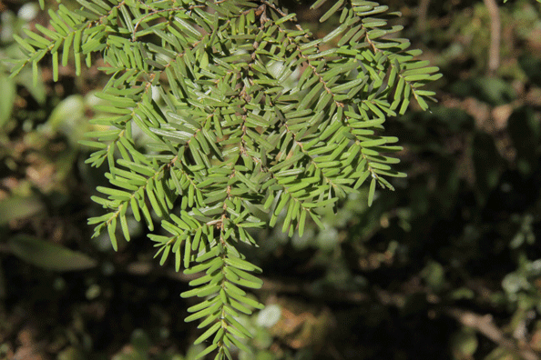 Tsuga heterophylla