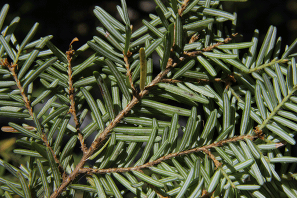 Tsuga heterophylla