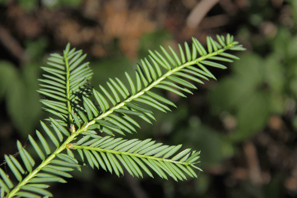 Taxus brevifolia