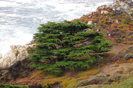 Cupressus macrocarpa