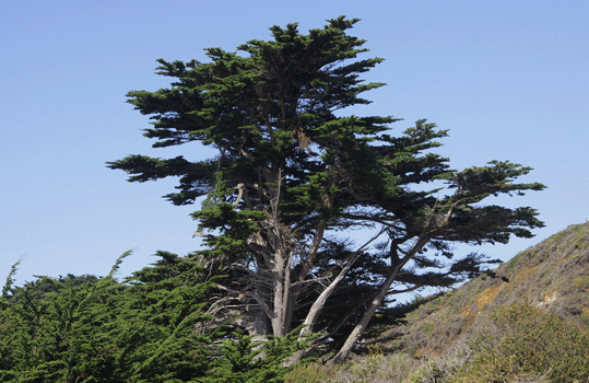 Cupressus macrocarpa