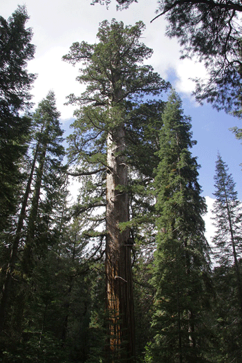 Sequoiadendron giganteum