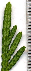 Thuja plicata
