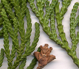 Thuja plicata