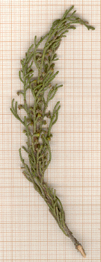 Cupressus sempervirens