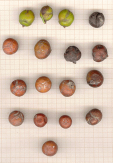 Juniperus macrocarpa