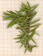 Juniperus macrocarpa