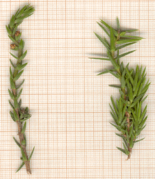 Juniperus macrocarpa