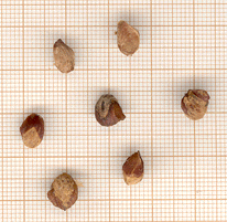 Juniperus macrocarpa