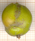 Juniperus macrocarpa