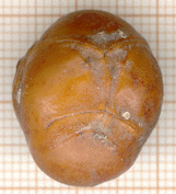 Juniperus macrocarpa