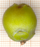 Juniperus macrocarpa