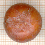 Juniperus macrocarpa