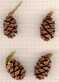 Sequoia sempervirens