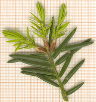 Torreya nucifera
