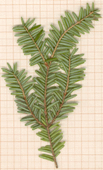 Tsuga canadensis
