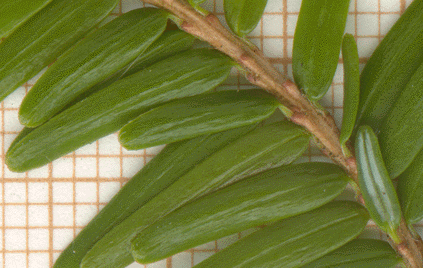 Tsuga canadensis