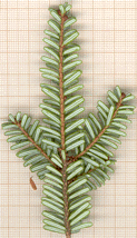 Tsuga diversifolia