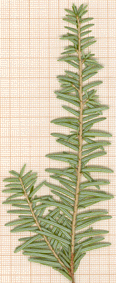 Tsuga heterophylla