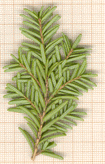Tsuga sieboldii