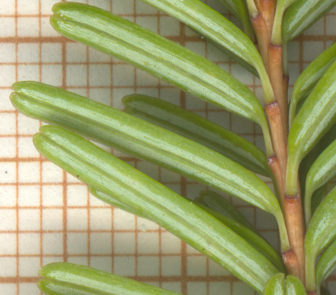 Arboretum de Villardebelle