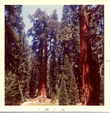 Sequoidendron giganteum - © Gary Alzen