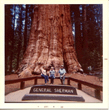 Sequoiadendron giganteum