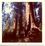 Sequoiadendron giganteum