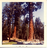 Sequoiadendron giganteum