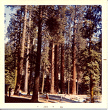 Sequoiadendron giganteum