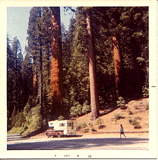 Sequoiadendron giganteum