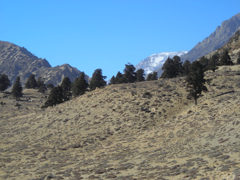 Cupressus torulosa