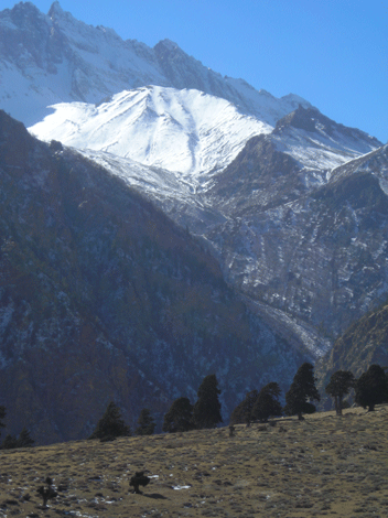 Cupressus torulosa