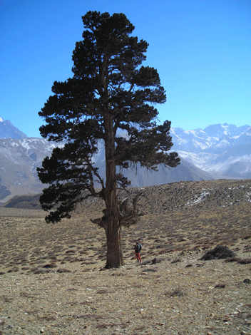 Cupressus torulosa