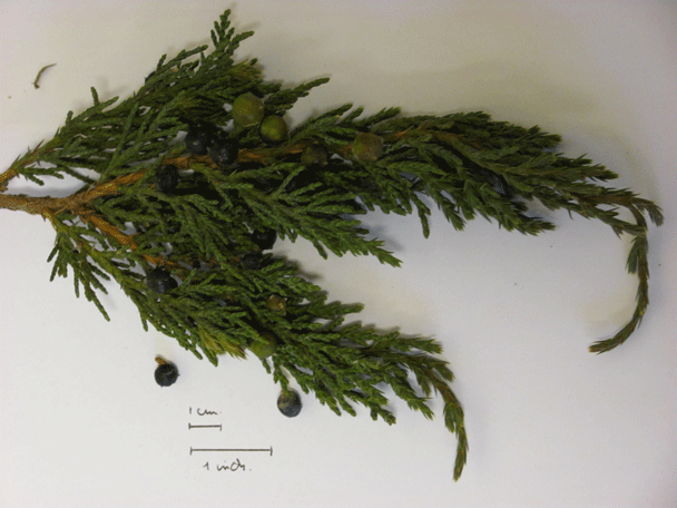 Juniperus indica