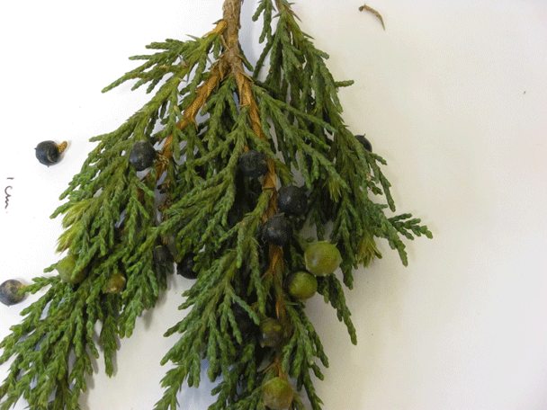 Juniperus indica