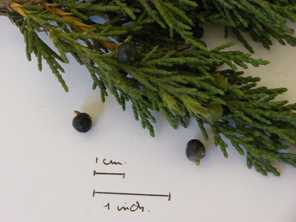 Juniperus indica