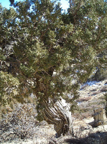 Juniperus indica