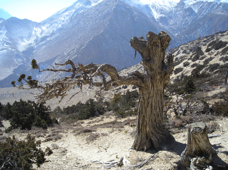 Juniperus indica