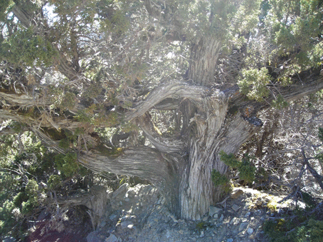 Juniperus indica