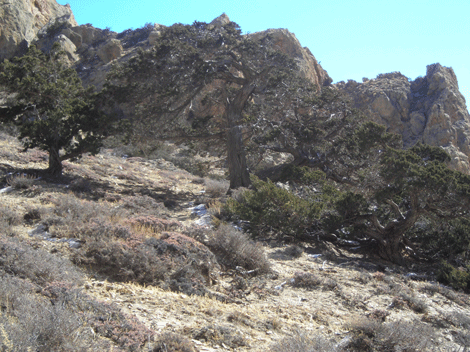 Juniperus indica