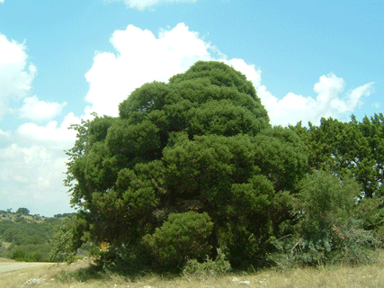 Pinus remota