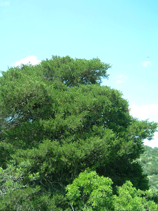 Pinus remota