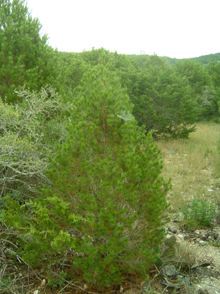 Pinus remota
