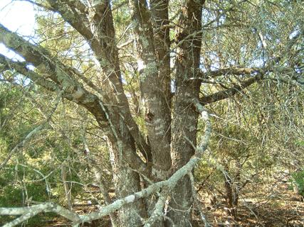 Pinus remota