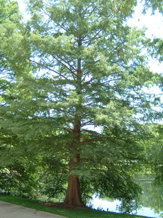 Taxodium distichum