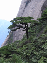 Pinus hwangshanensis